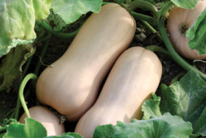 北极星胡桃南瓜