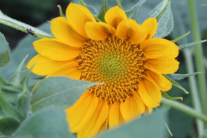 Promut Gold Lite向日葵