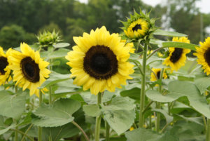 Procut Lemon Sunflower.