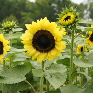 ProCut柠檬向日葵