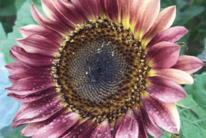 Procut Plum Sunflower.