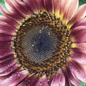 ProCut李子向日葵