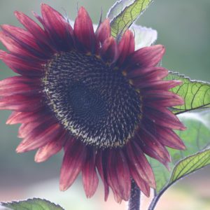 原因红色向日葵