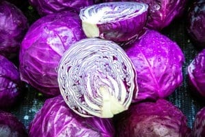 红色王朝卷心菜