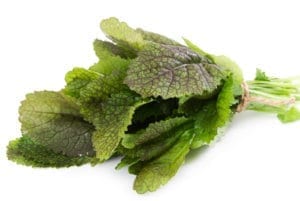 红色芥末蔬菜