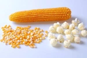 健壮的黄色爆米花