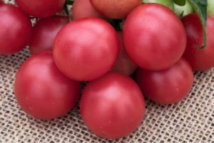 玫瑰色雀科西红柿