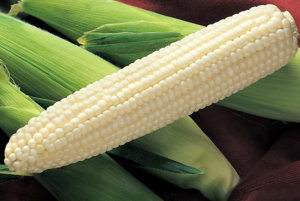 银王甜玉米