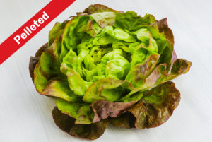 Skyphos Butterhead Lettuce