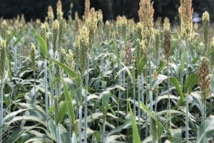 Sorghum Sudangrass