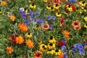 Southeast Wildflower Mix