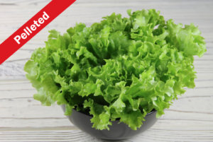 Starfighter Lettuce