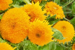 Sungold Dwarf Sunflower.