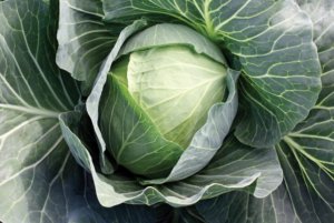 巨星卷心菜