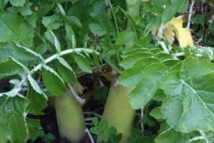 Tillage Radish