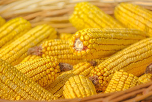 Truckers Favorite Yellow Corn