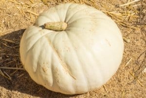 白色扁平的波尔福特南瓜