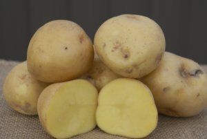 育空金土豆