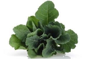 佐治亚州南部羽衣甘蓝