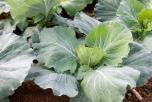 莫里斯前往凯拉村