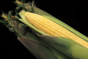 康迪·科恩（Kandy Korn）甜玉米