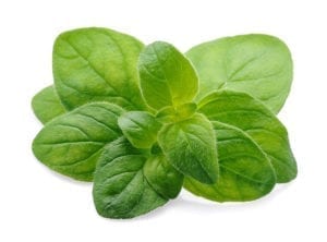 意大利牛至