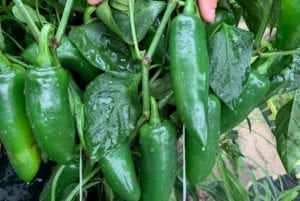 Colussus jalapeno胡椒