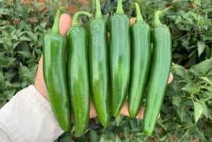 Trapio塞拉诺辣椒