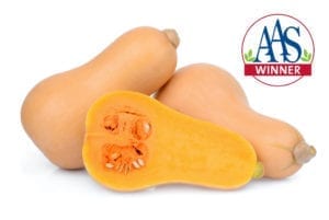 沃尔瑟姆冬南瓜