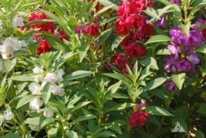 凤仙花山茶花混合