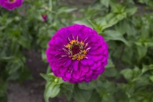 Purple-zinnia