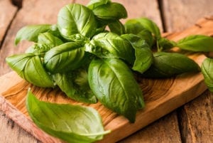 Genovese Basil.