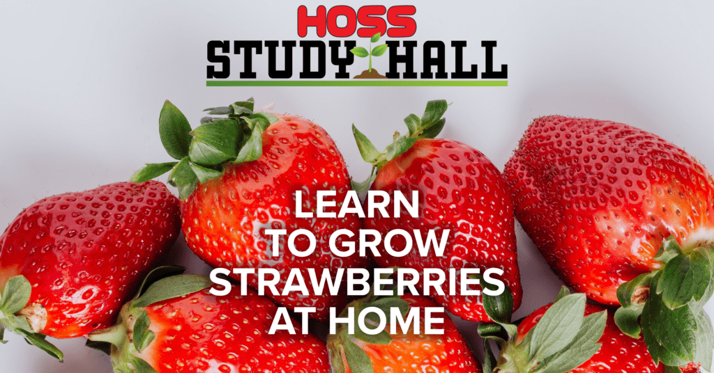 学会在家里用HOSS种草莓