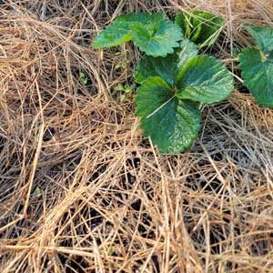 HOSS-Strawberry-Mulch-3T