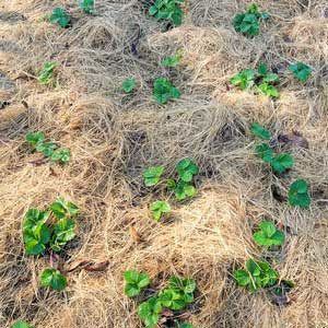HOSS-Strawberry-Mulch-4T
