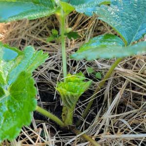HOSS-Strawberry-Mulch-5T