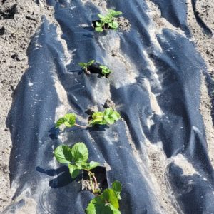 HOSS-Strawberry-Mulch-6T