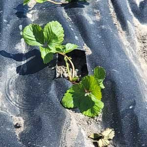 HOSS-Strawberry-Mulch-7T