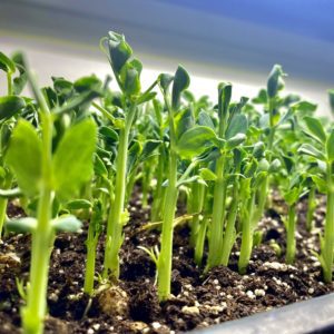 Microgreen种子