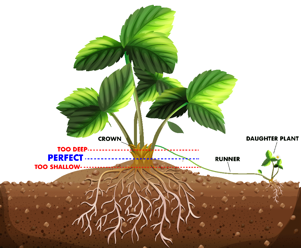 毛刺草莓种植深度