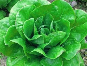 jericho-lettuce