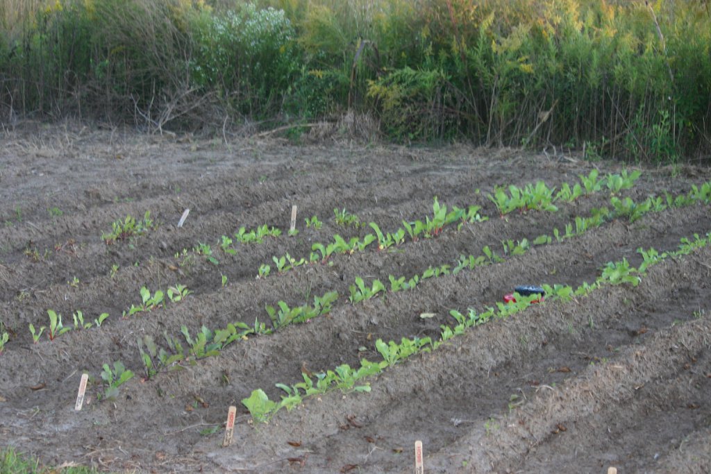 胡萝卜、甜菜、-radish-plot