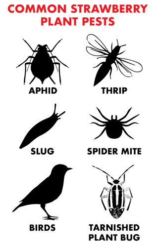 常见的草莓 - 害虫