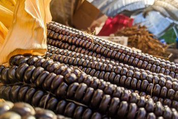 Hopi-Blue-Corn1