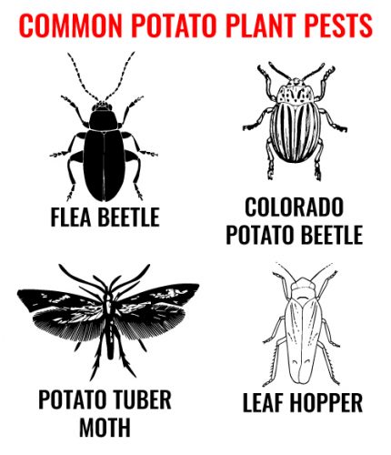 Potato-Pests